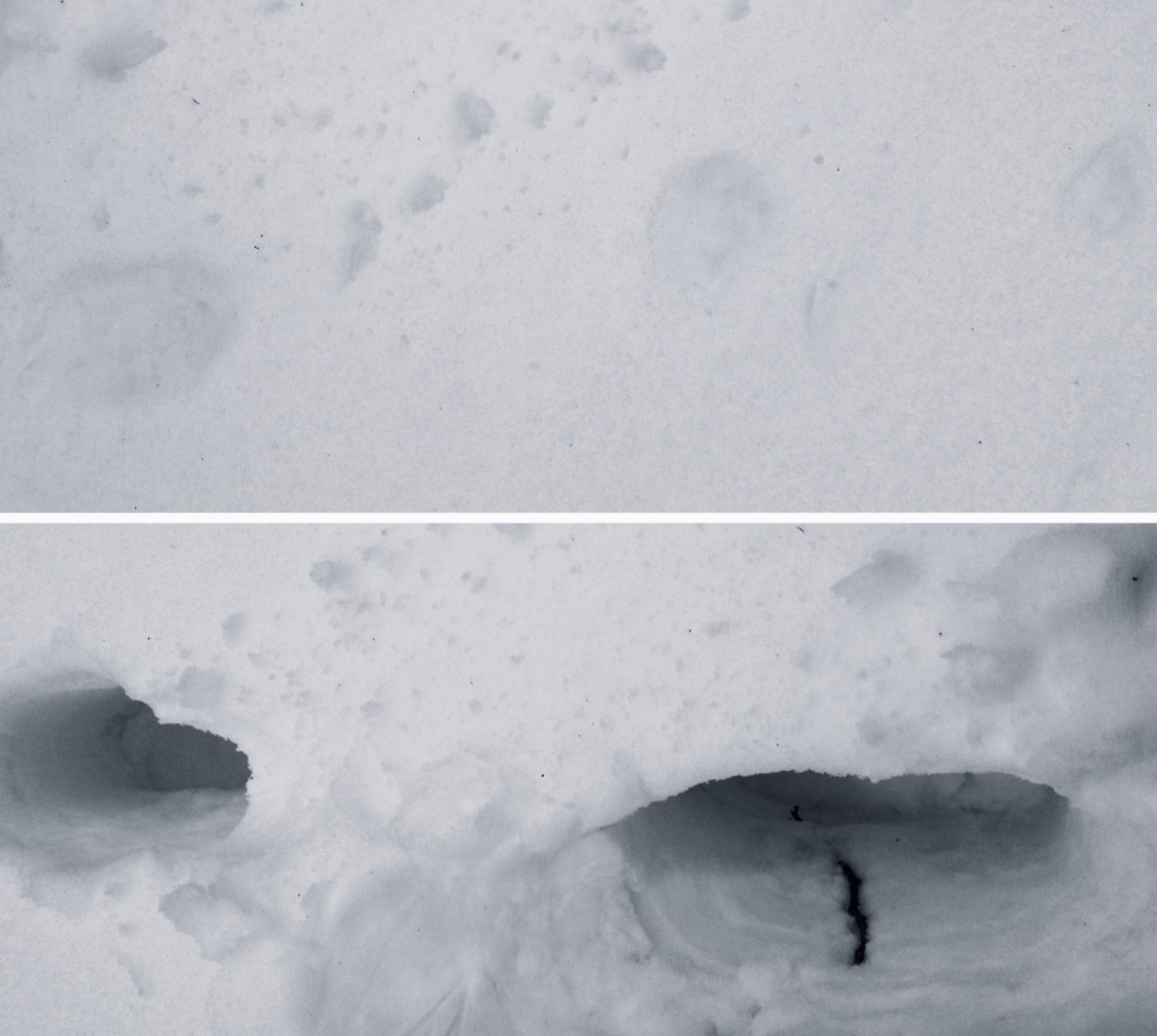 Подмосковная Рысь следы