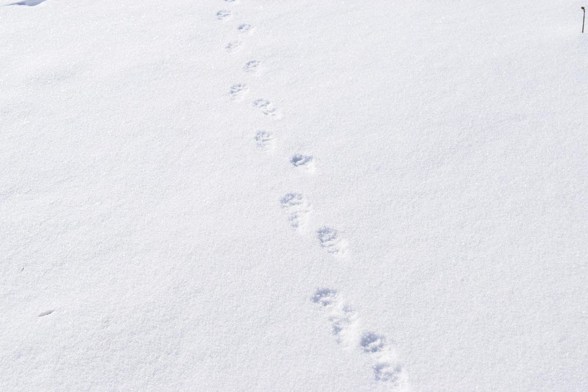Минимализм следы на снегу