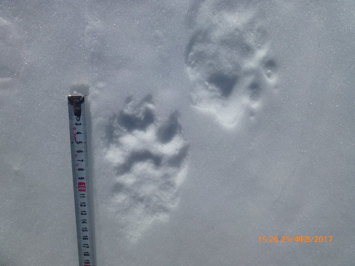 Следы на снегу