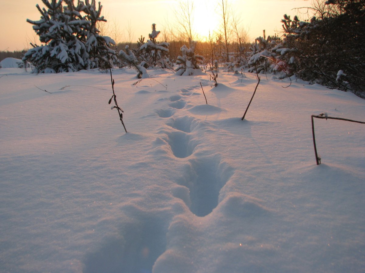 Следы маленьких животных на снегу