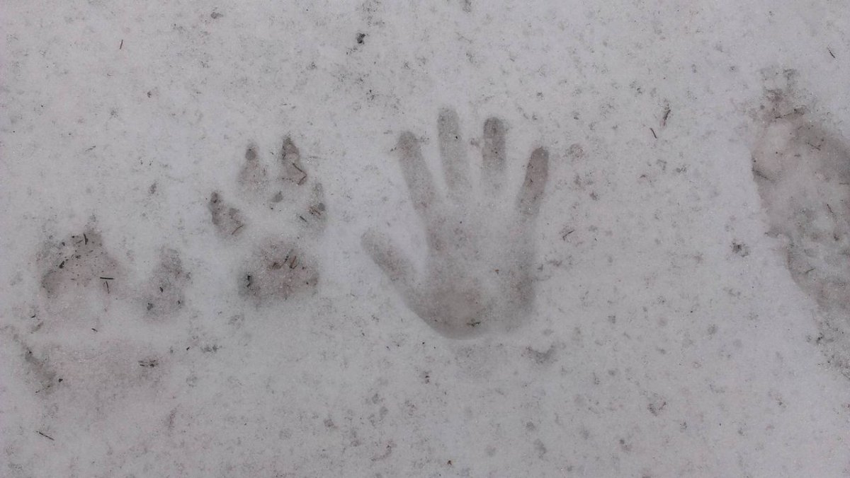 Следы рыси в Глубоком снегу