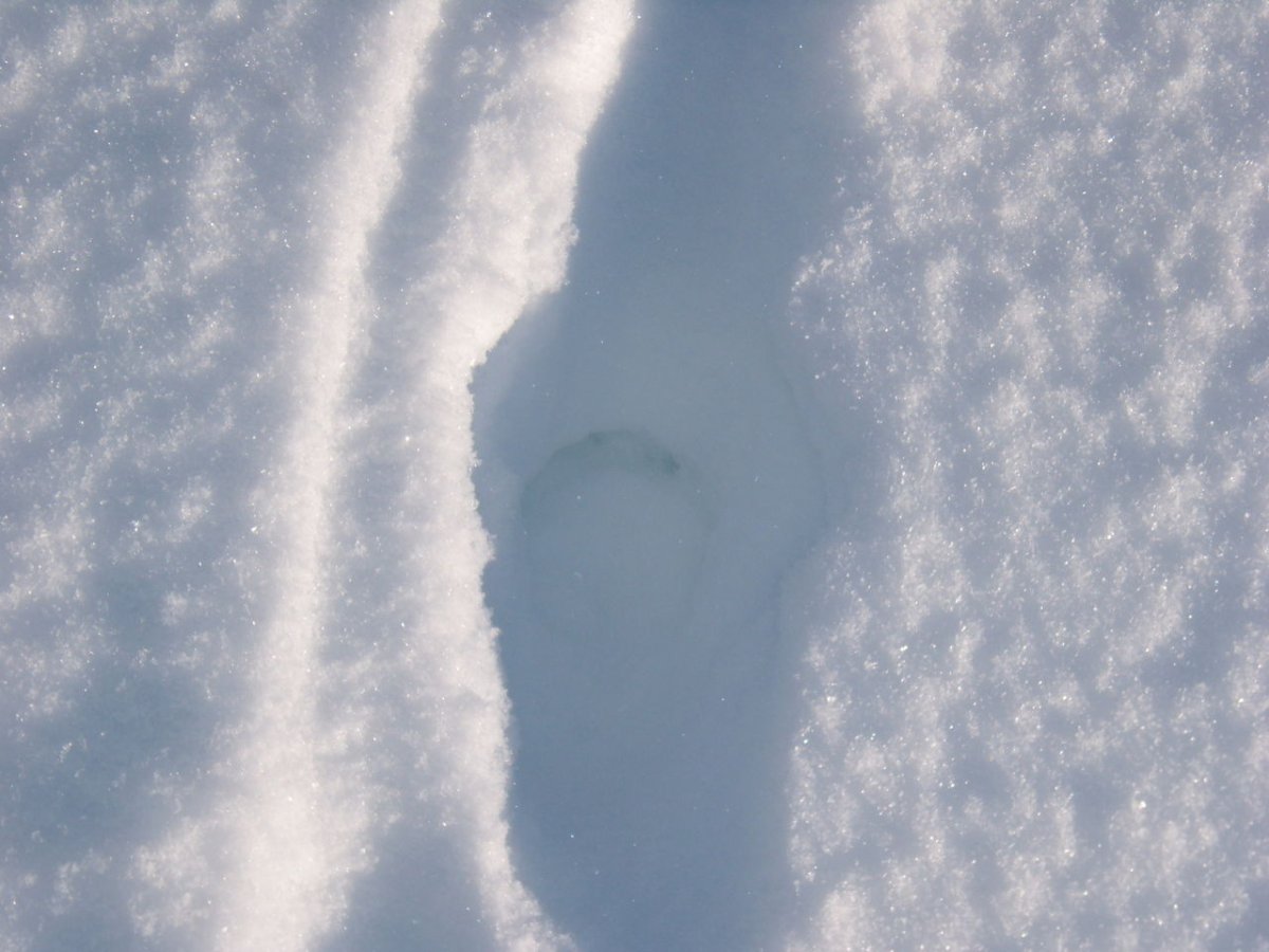 След Барса на снегу