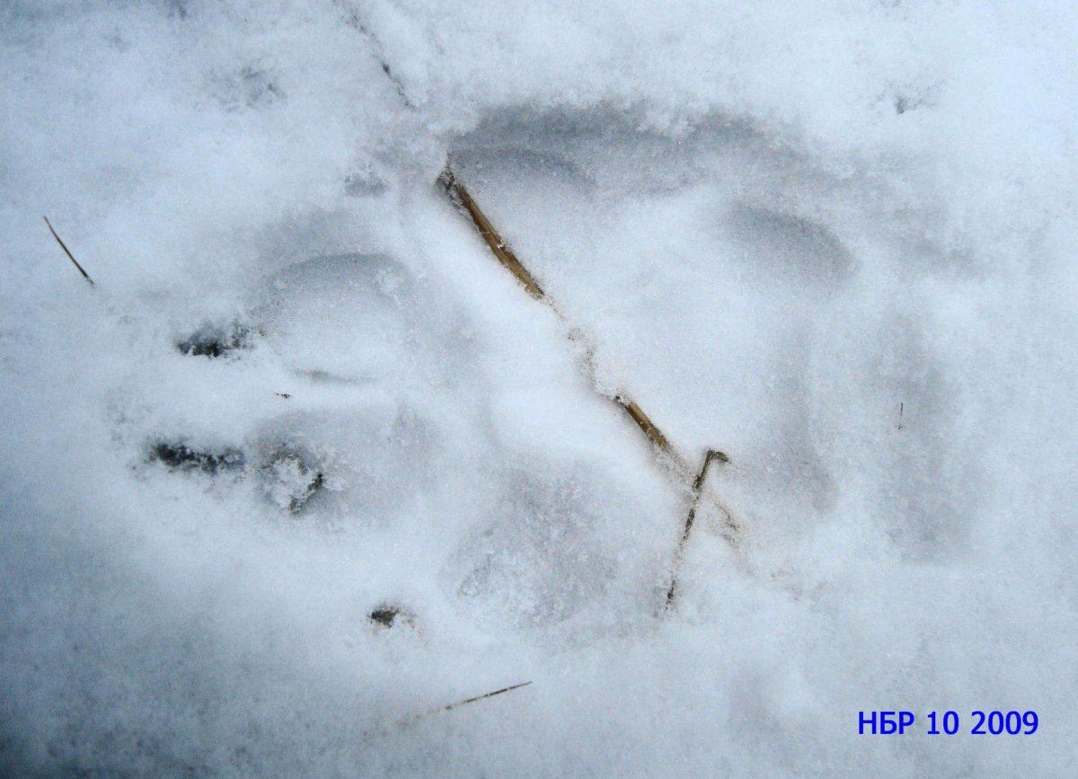 След енотовидной собаки на земле