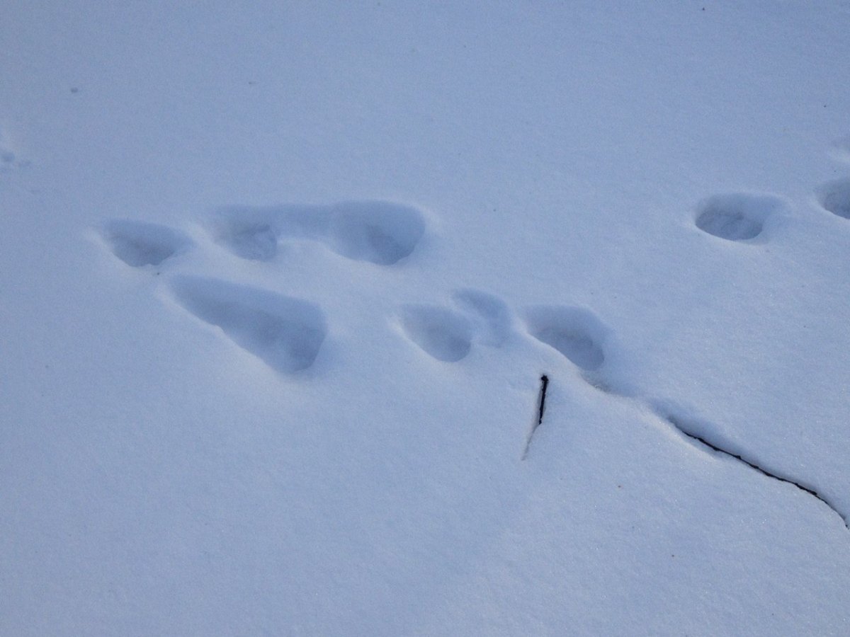 Следы рыси в Глубоком снегу