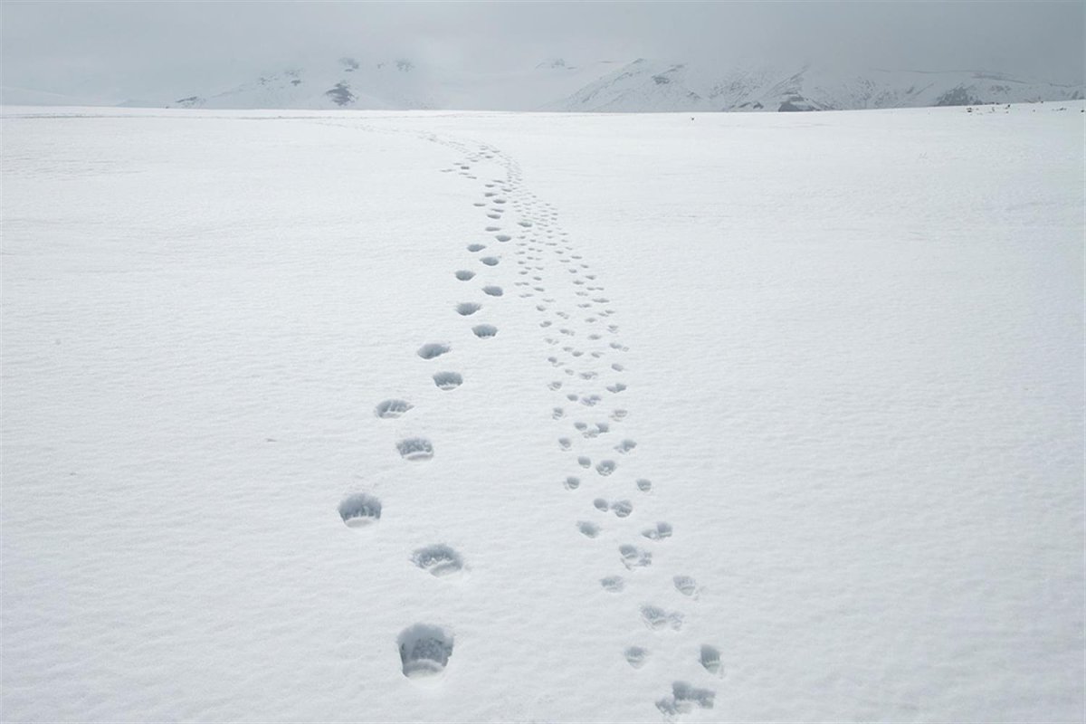 Следы медведя на снегу