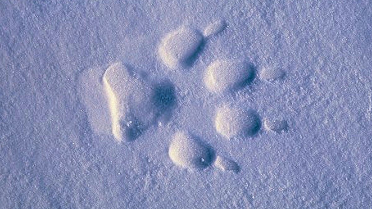 Кошачьи следы на снегу