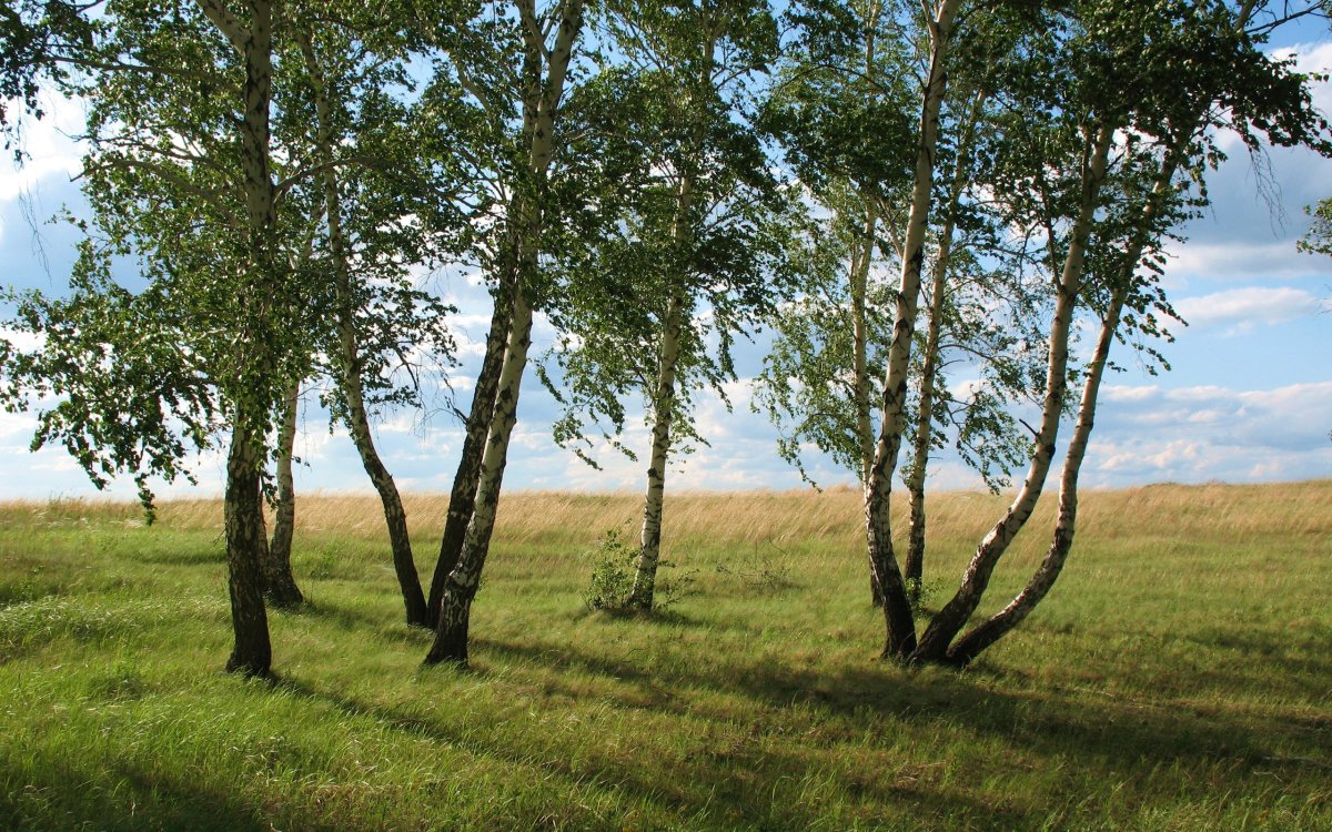 Лесостепь Алтайского края