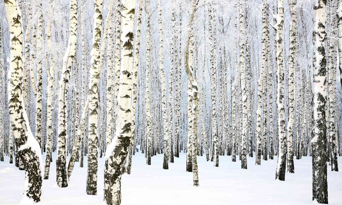 Есенин Березовая роща