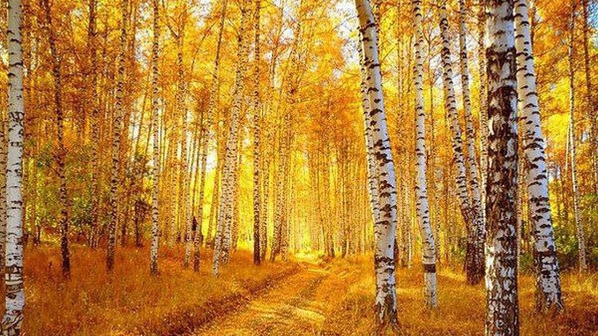 Деревня березы