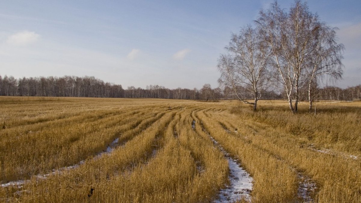 Береза Есенина в Константиново