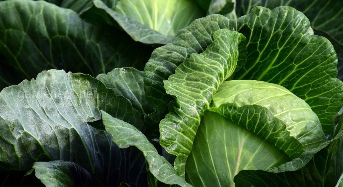 Листовая капуста Лахана