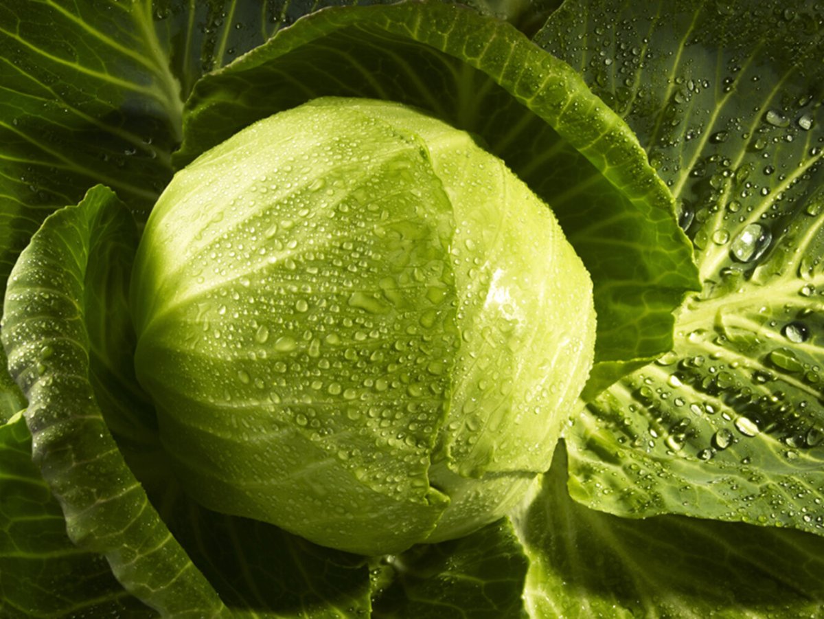 Лист белокочанной капусты
