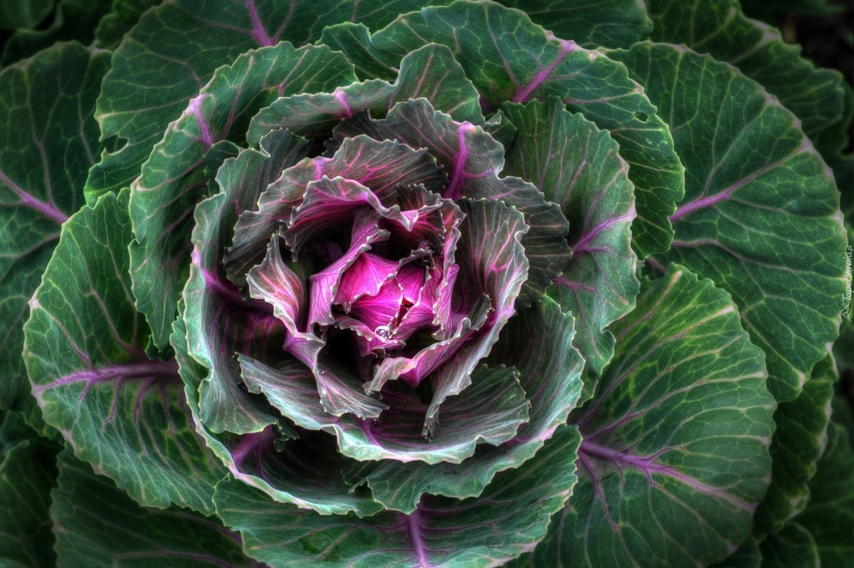 Скорпионовая капуста