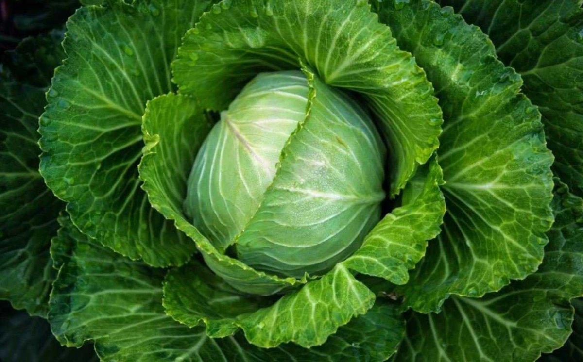 Капуста белокочанная белорусская