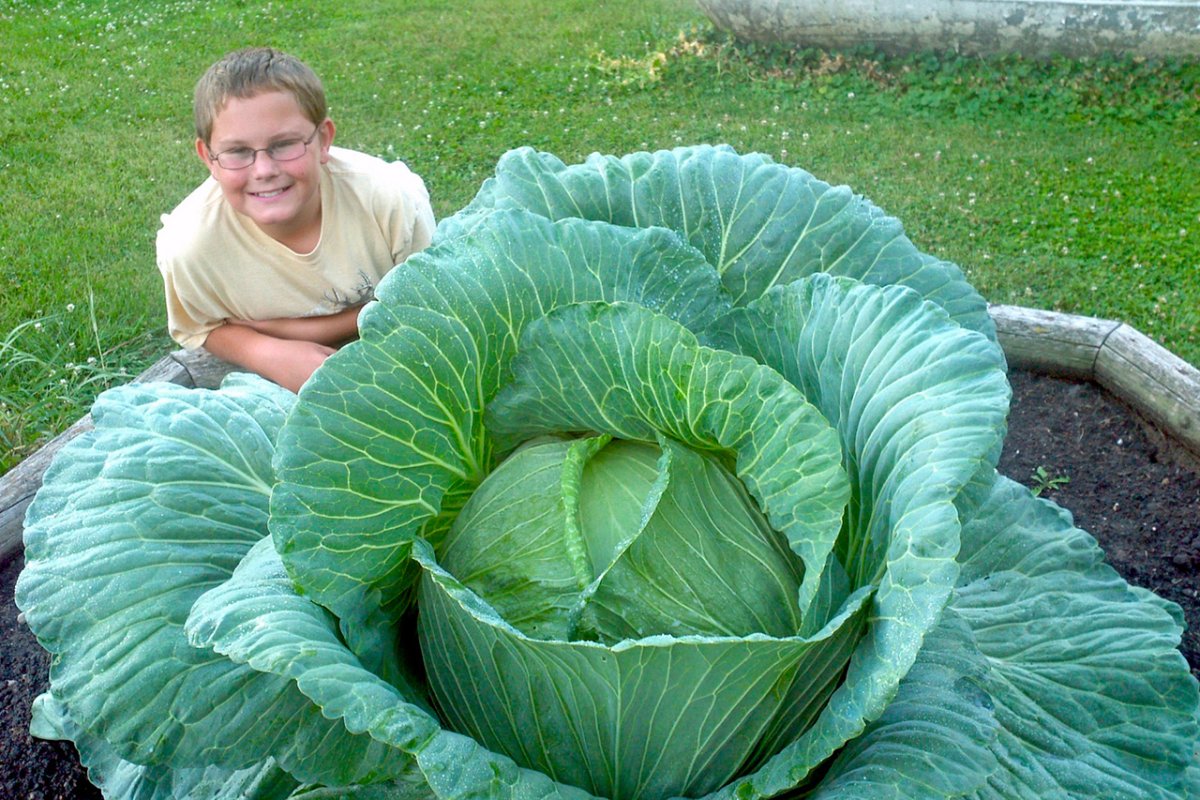 Большой кочан капусты