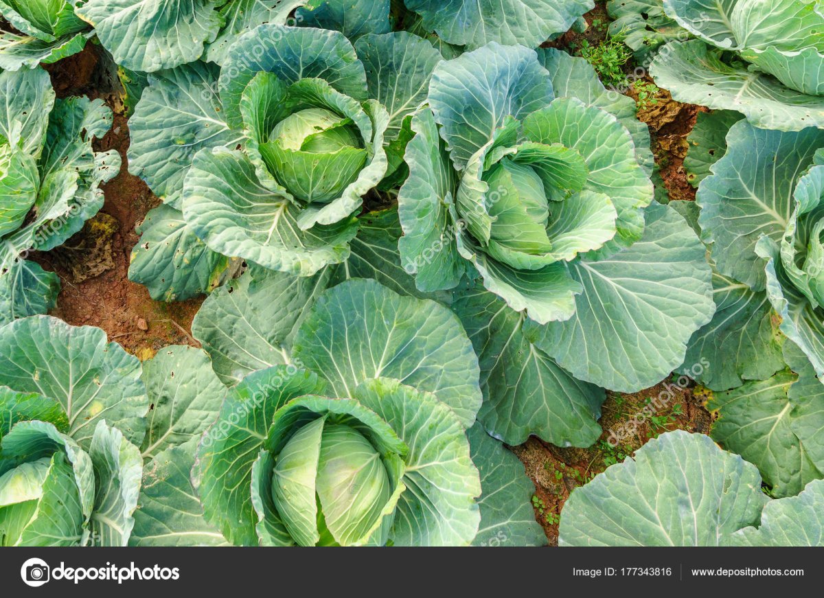 Белокочанную, краснокочанную, савойскую капусту