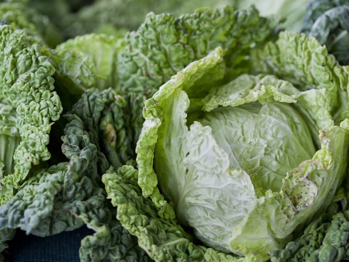 Капуста савойская Петровна