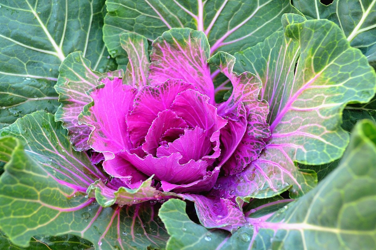 Капуста красивая