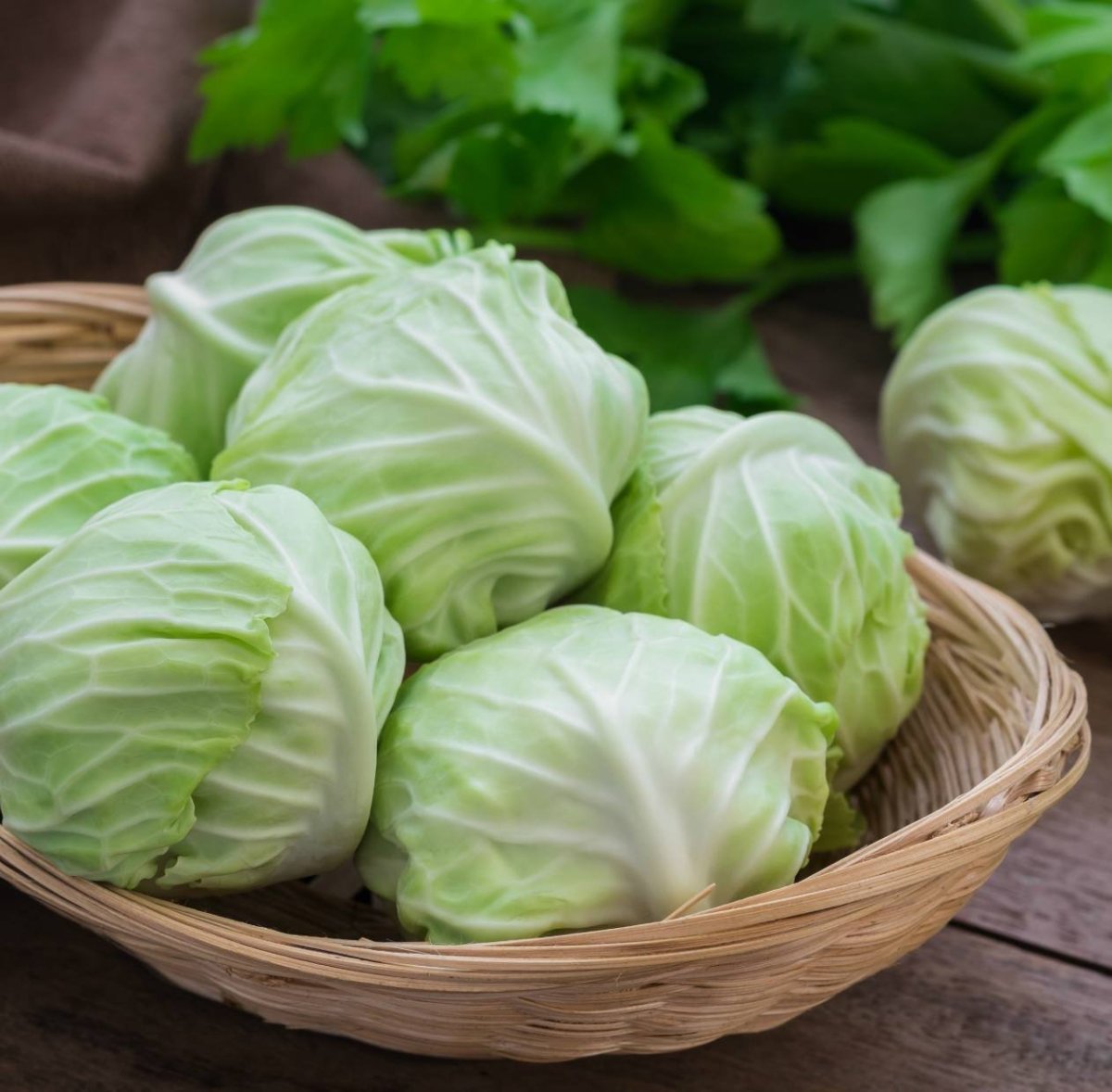 Кочан белокочанной капусты