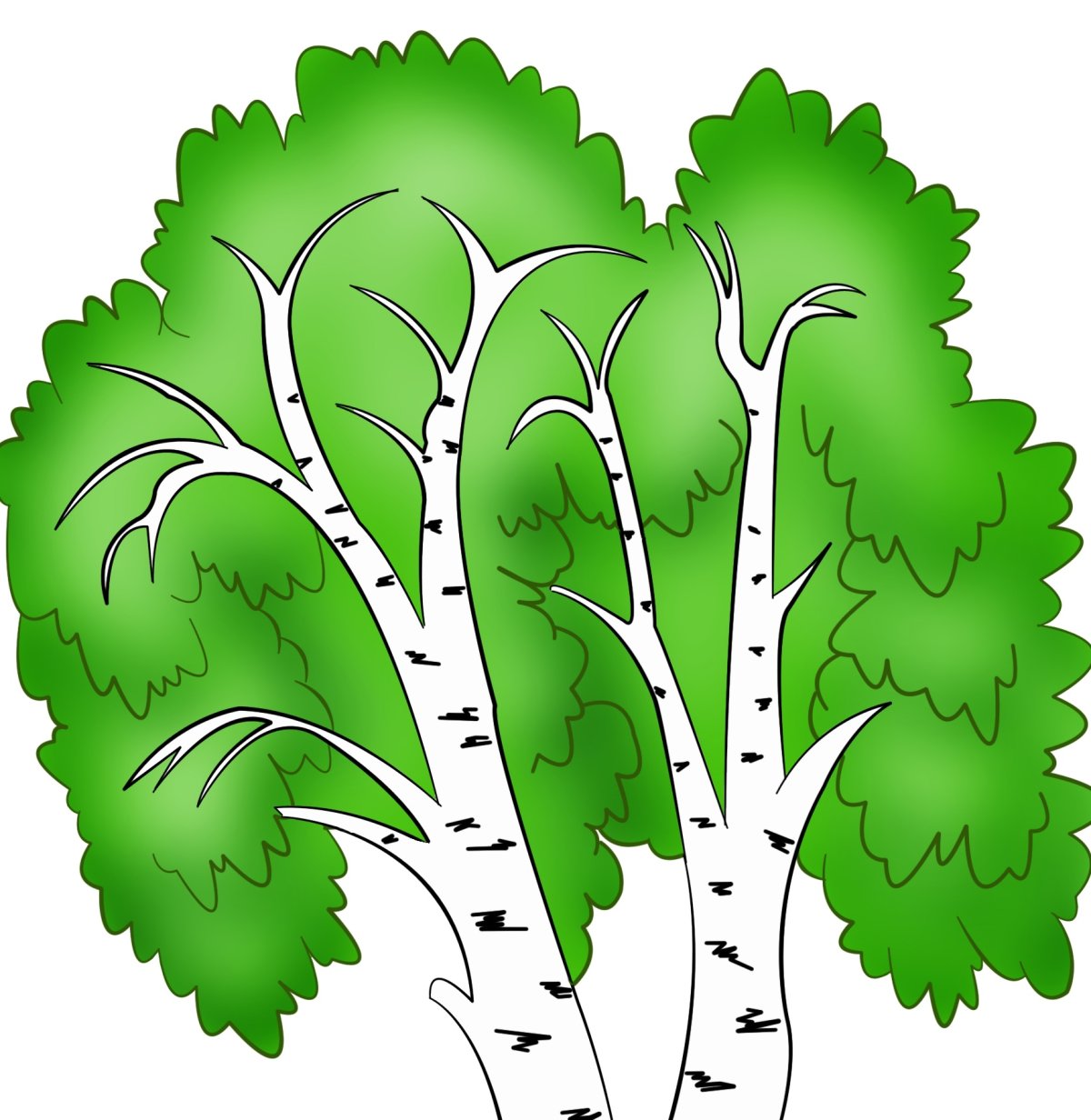 Береза рисунок без фона