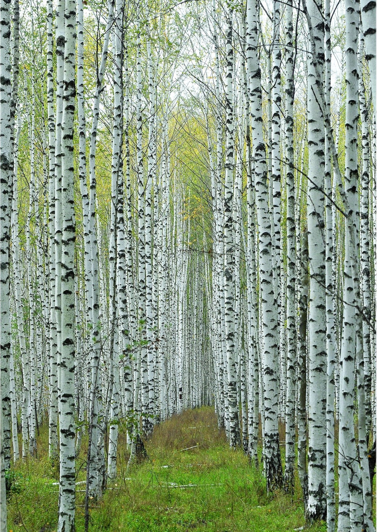 Березовая роща Минск