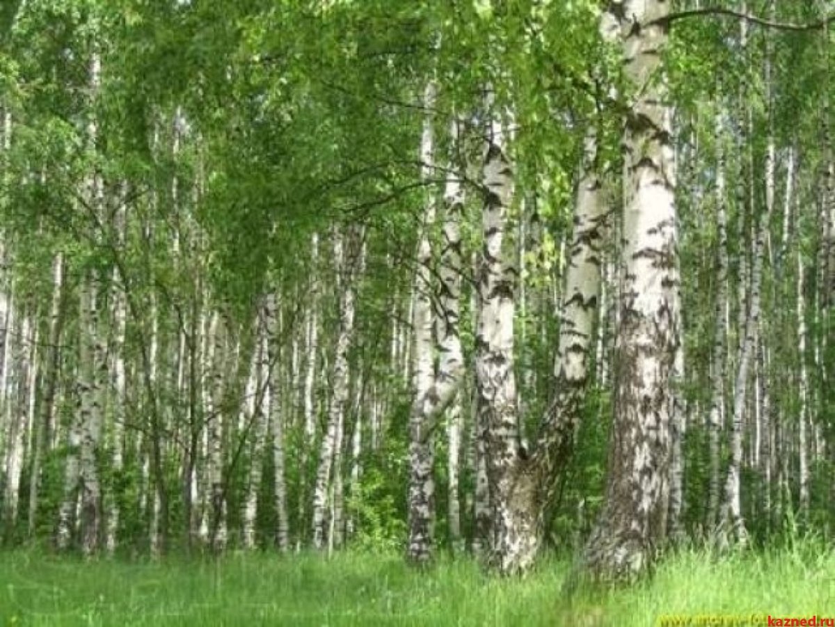 Пейзаж с березами