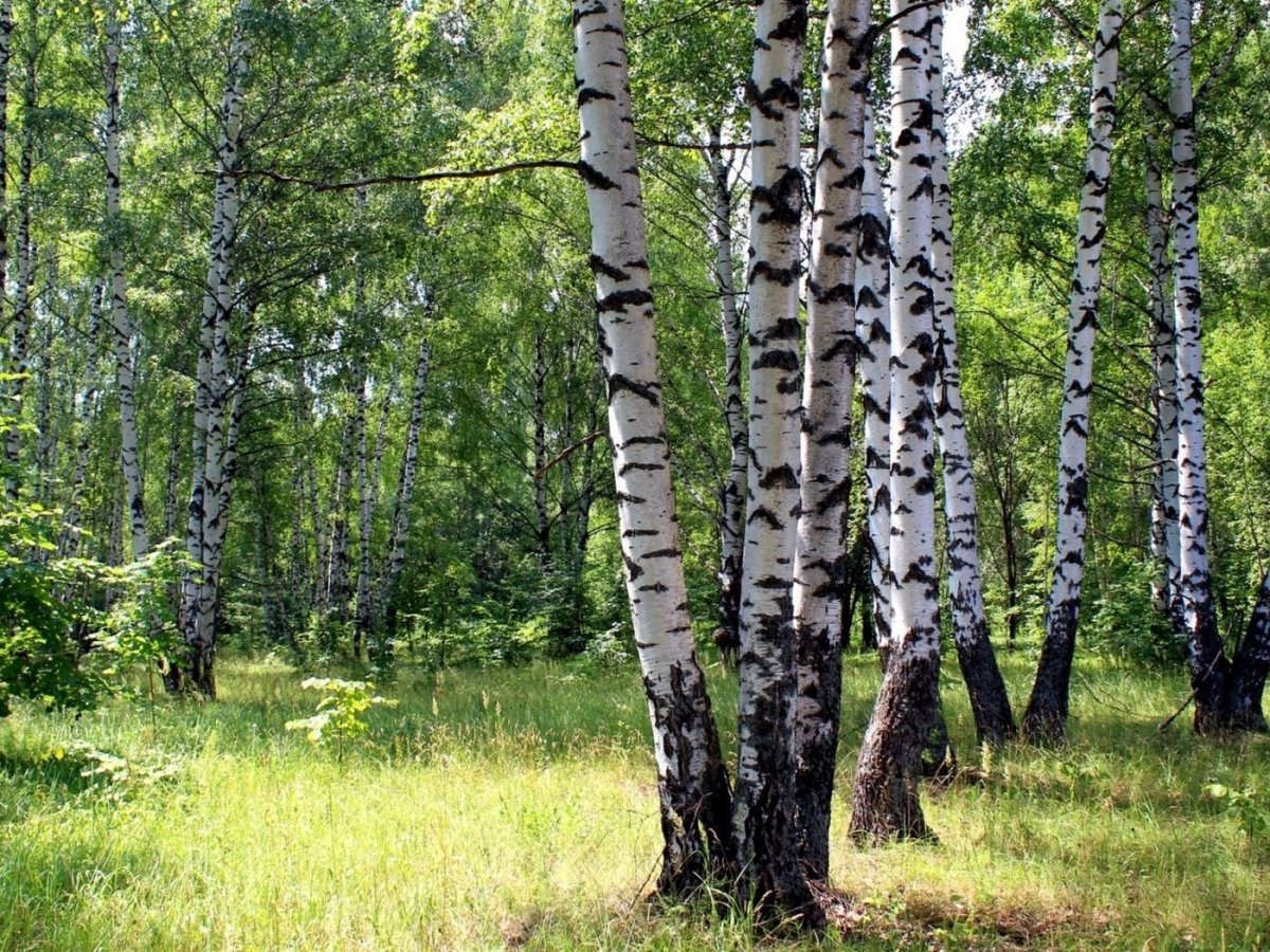 Березовая роща Рязань