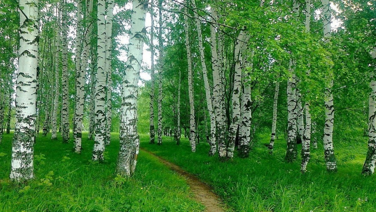 Герб детского сада Березка Сакмара