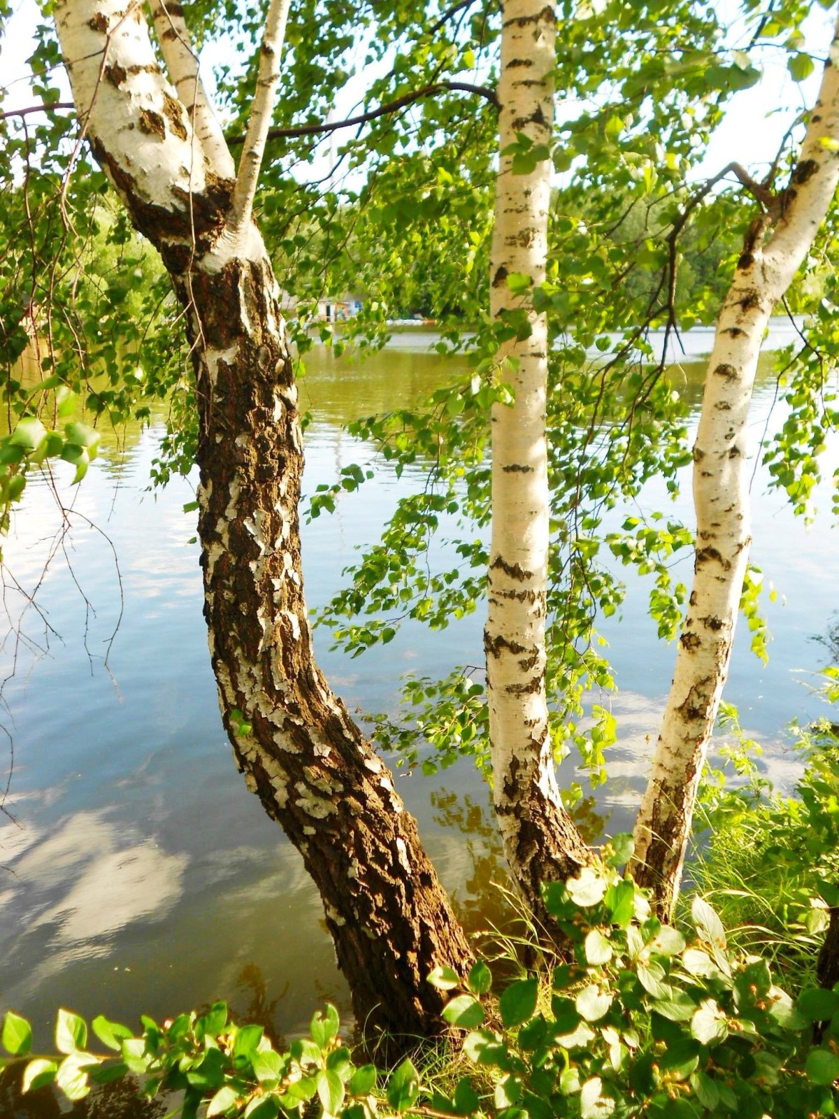 Березовая роща около реки Таруса