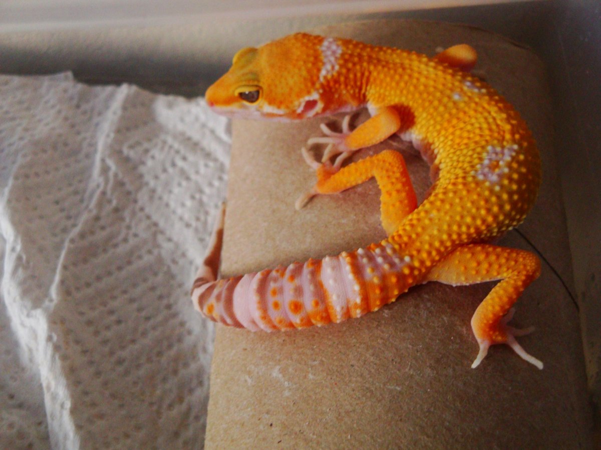 Геккон МОРФА Альбина Бэл парода