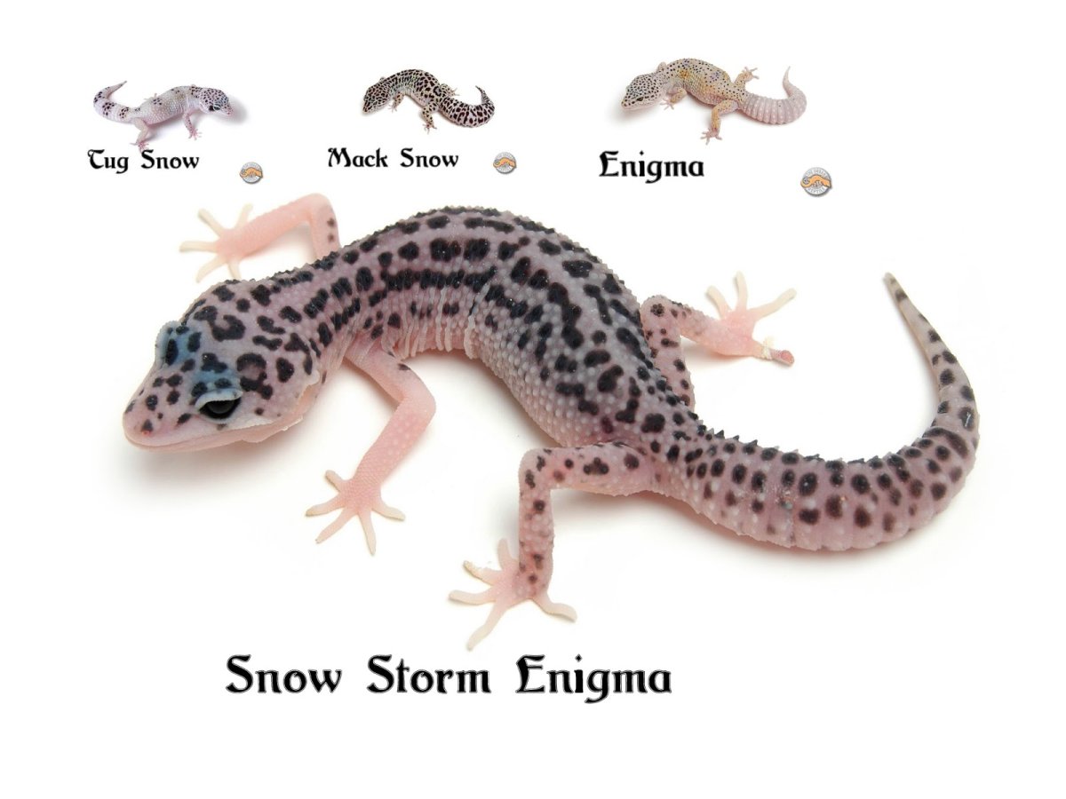 Сноу Сторм эублефары