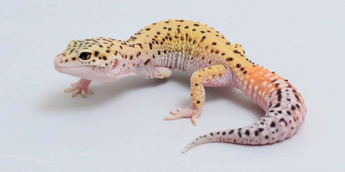 Морфы эублефаров таблица