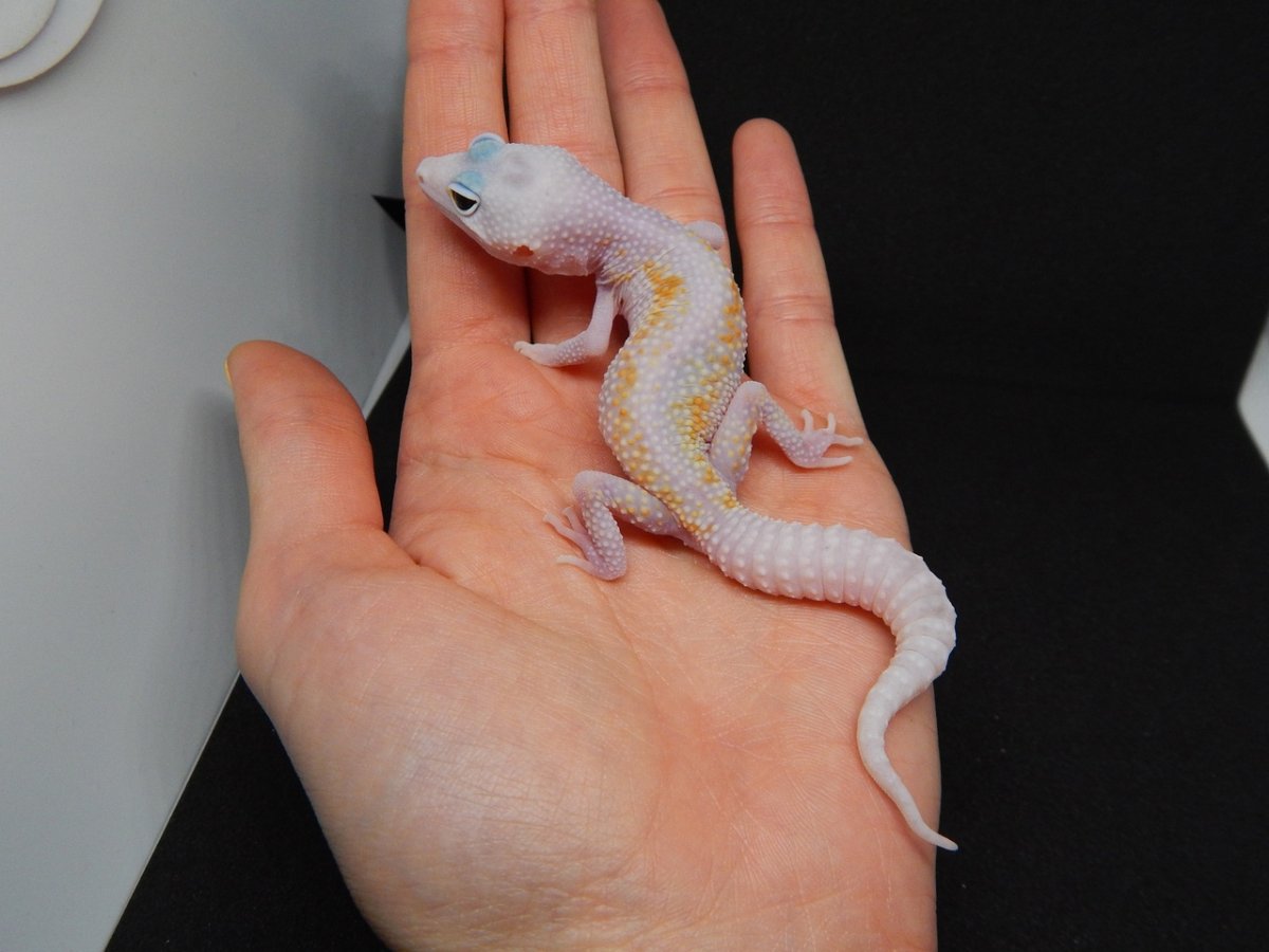 Эублефар леопардовый геккон