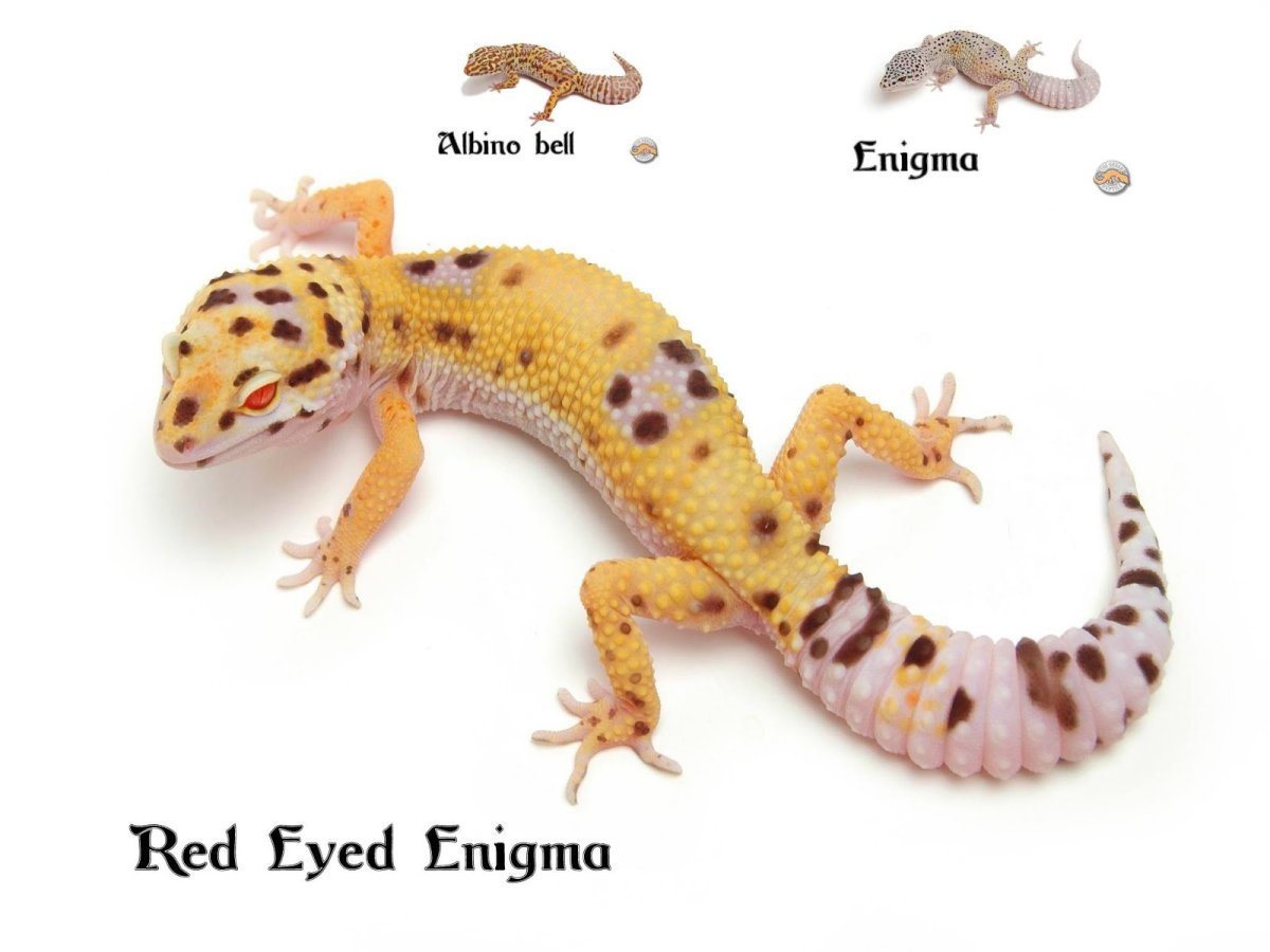 Энигма ящерица