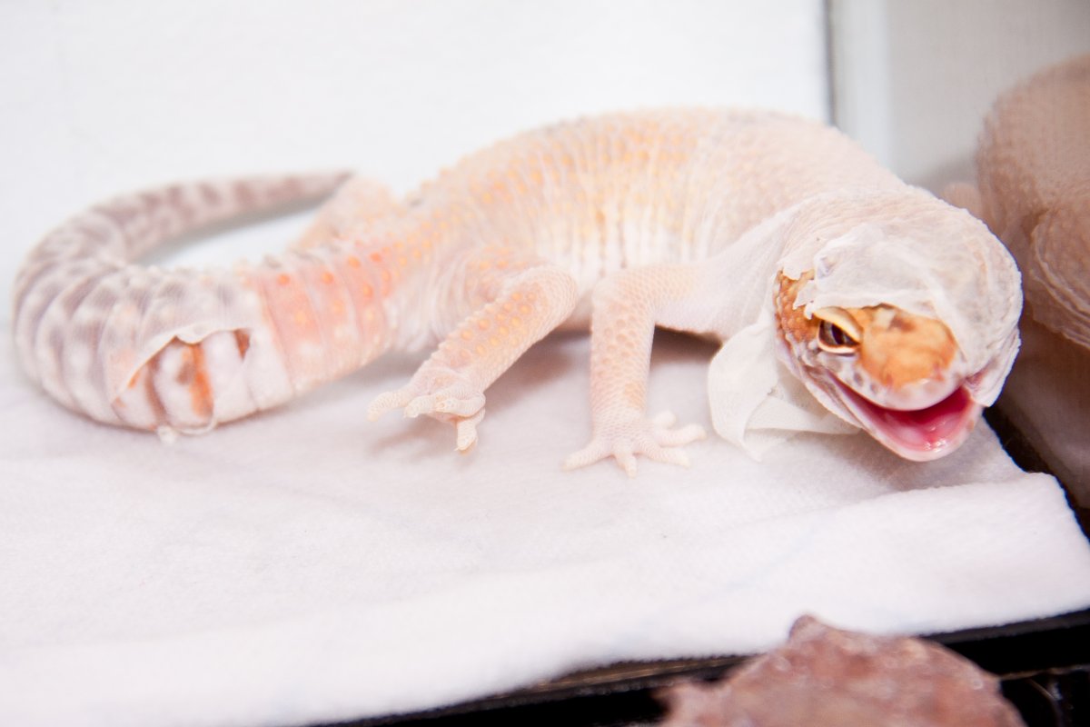 Эублефар желтый пятнистый