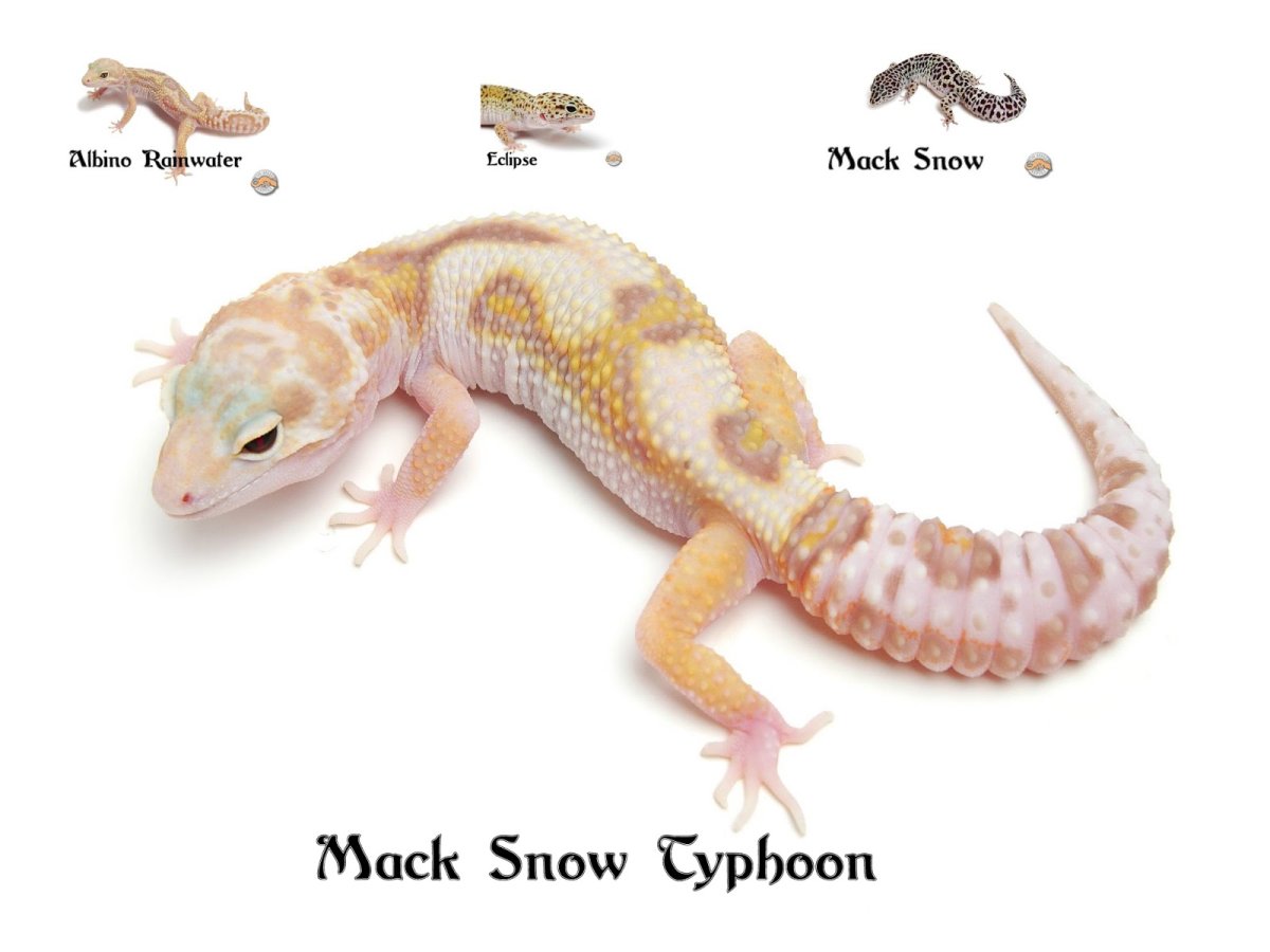 Эублефар Typhoon