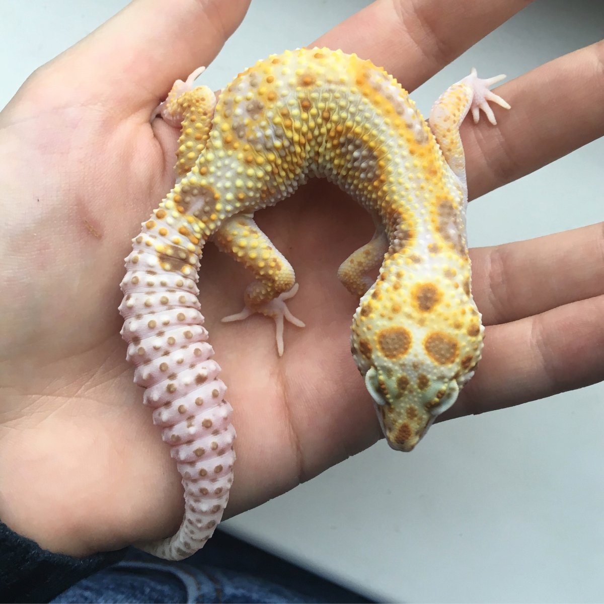 Геккон эублефар