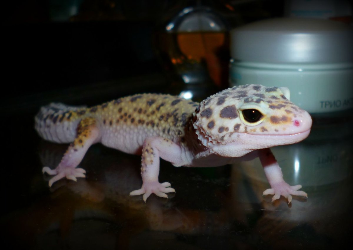 Толстый эублефар