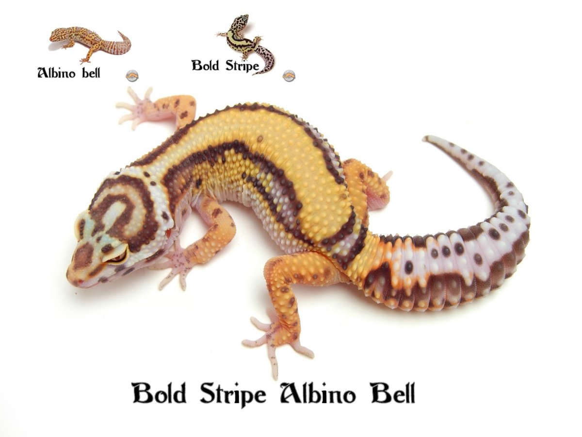 Эублефар Mack Bell Albino Bold Stripe