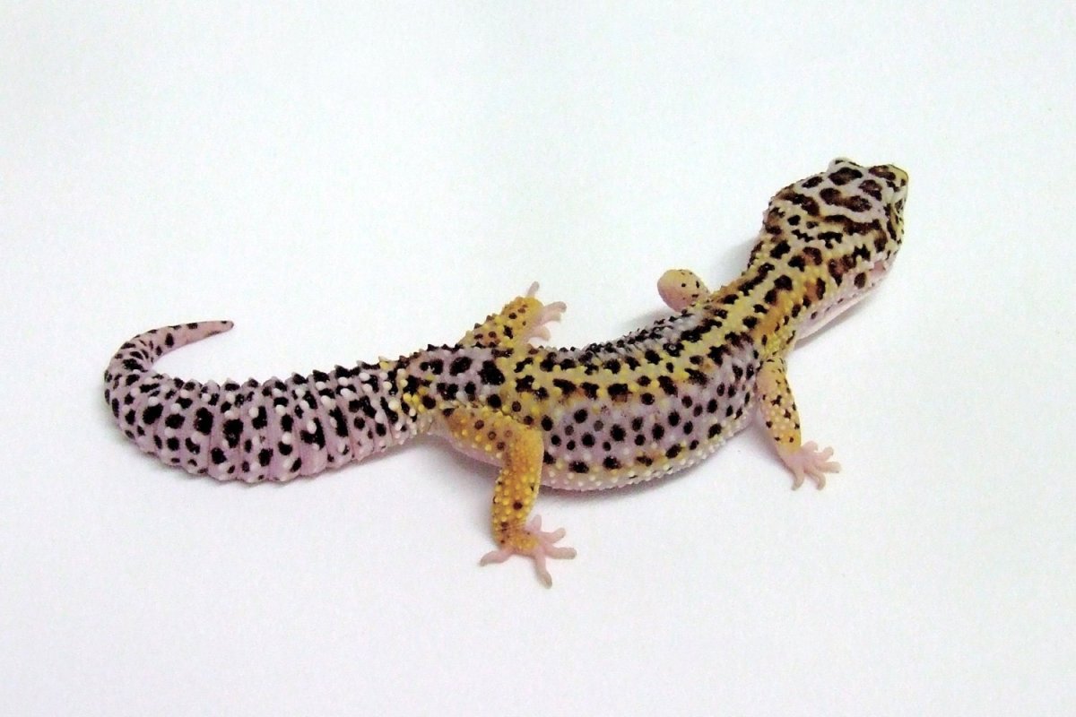 Геккон эублефар Танжерин