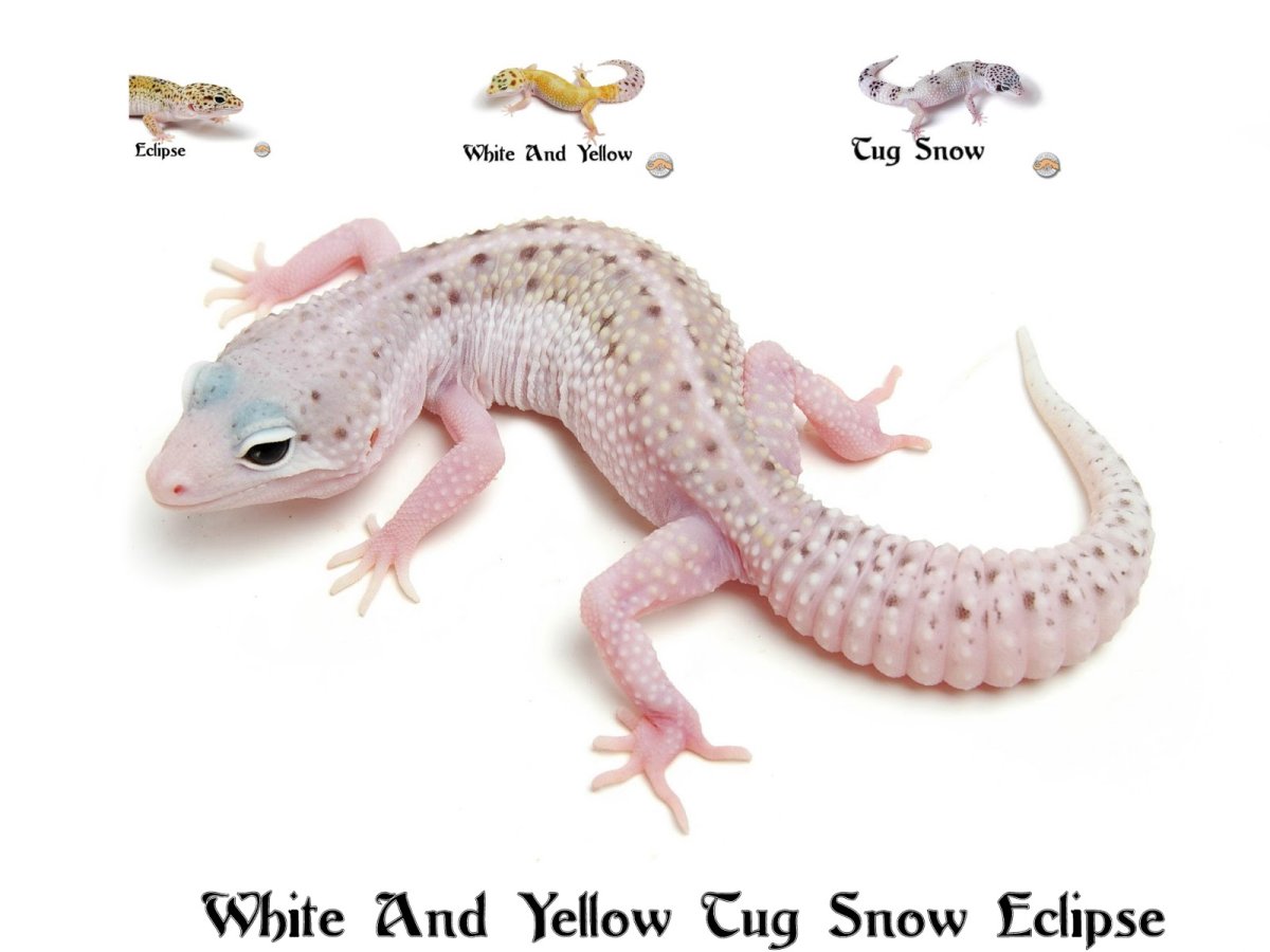 Морфы эублефара таблица