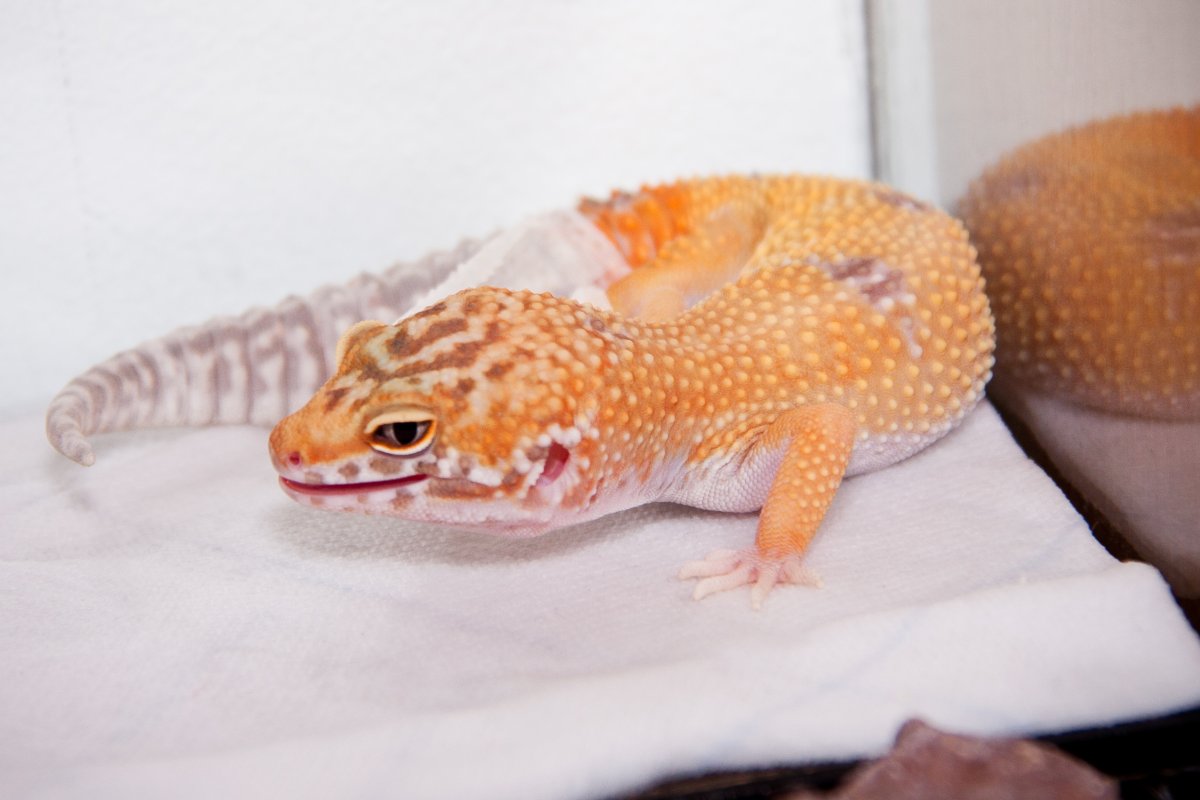 Геккон эублефар бананоед