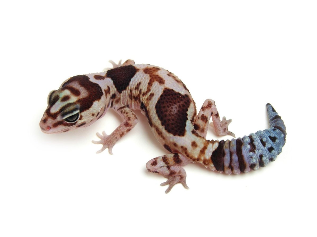 Hypo Tangerine эублефар