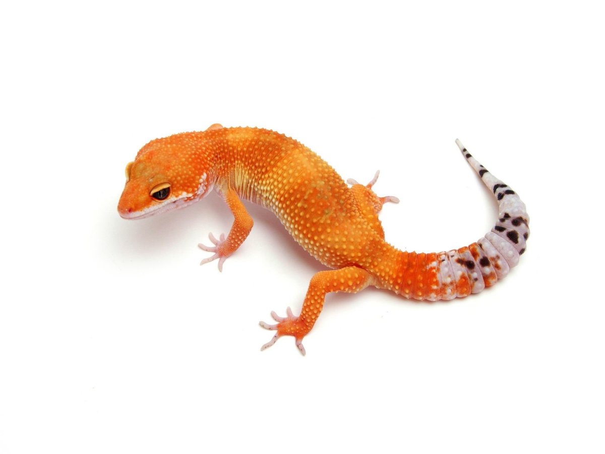 Эублефар вторичный хвост