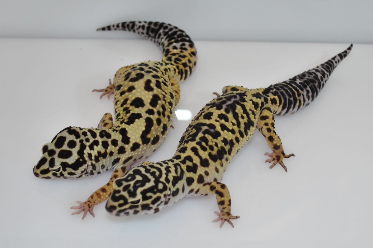 Эублефар морфы Фантом