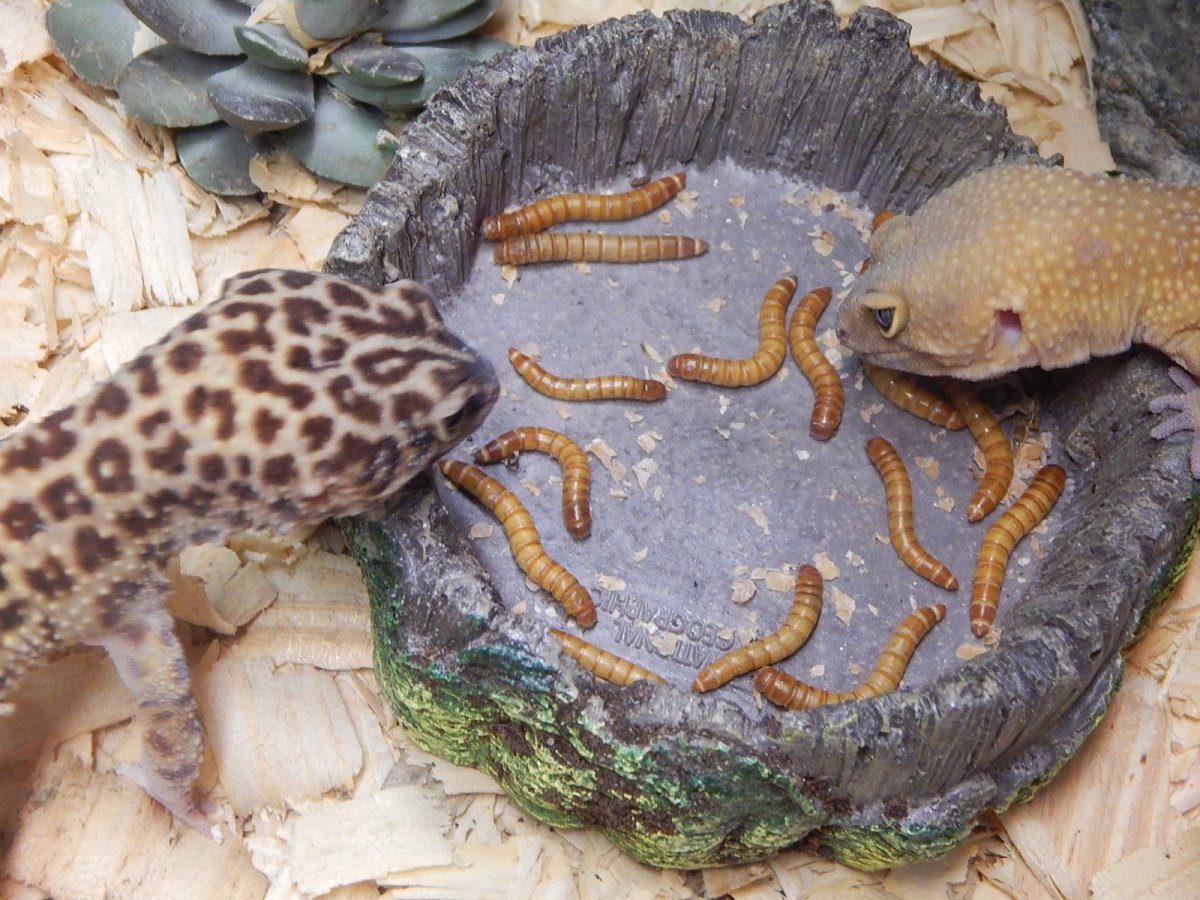 Morphs Crested Gecko