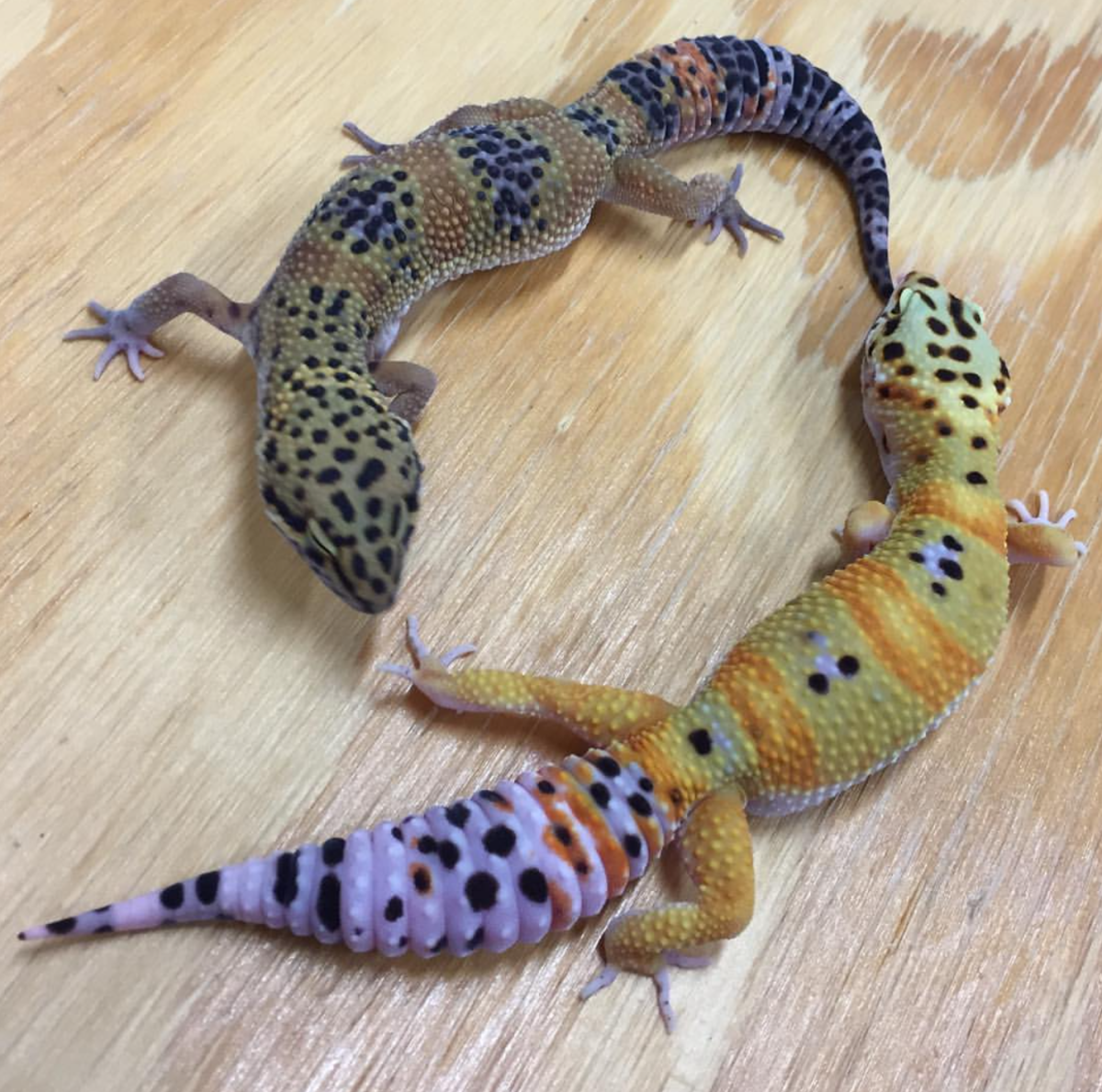 Мста эублефар