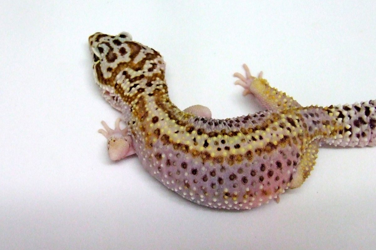 Эублефар Кристал айс