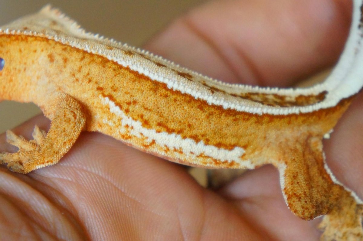 Пятнистый эублефар черный