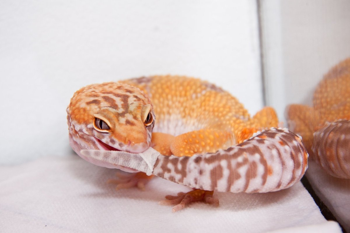 Геккон эублефар улыбается